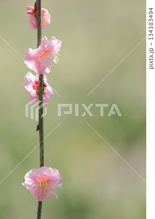 可愛いピンクの枝垂れ梅の花 134383494