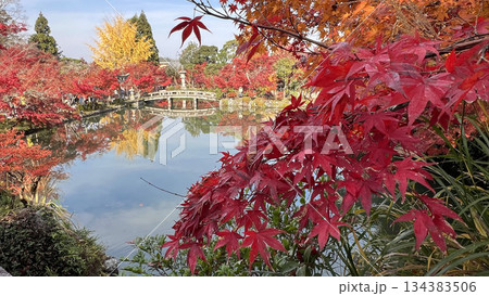 永観堂の紅葉 永観堂の紅葉 134383506