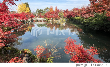 永観堂の紅葉 134383507