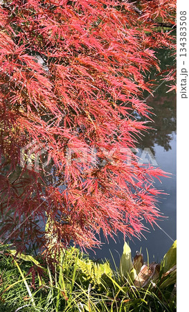 永観堂の紅葉 永観堂の紅葉 134383508