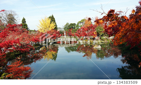 永観堂の紅葉 永観堂の紅葉 134383509