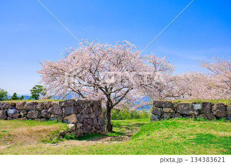 〈鳥取県〉春の米子城　冠木御門付近の石垣　4月 134383621