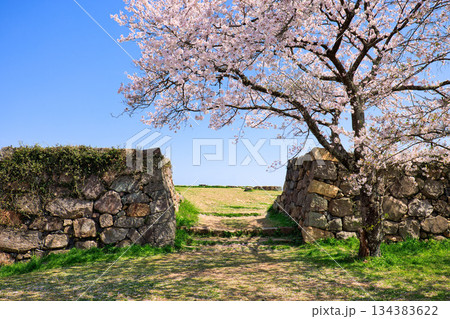 〈鳥取県〉春の米子城　冠木御門付近の石垣　4月 134383622