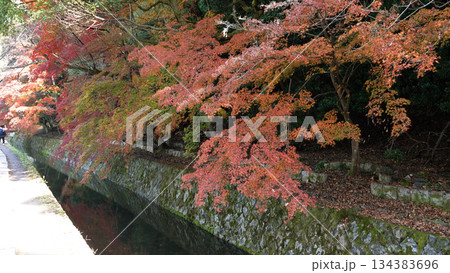 哲学の道の紅葉 哲学の道の紅葉 134383696