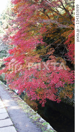 哲学の道の紅葉 134383699