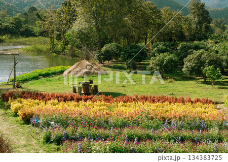 Garden of a lot of flower 134383725