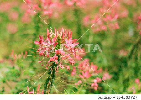 Close up  cleome (spider flower) 134383727