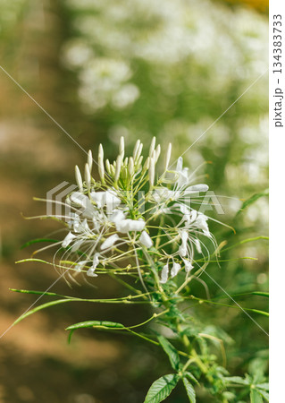 Close up  cleome (spider flower) 134383733