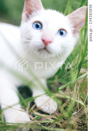緑の草むらにたたずむ青い目の白い子猫 緑の草むらにたたずむ青い目の白い子猫 134383856