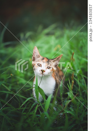 朝露と子猫 134383857