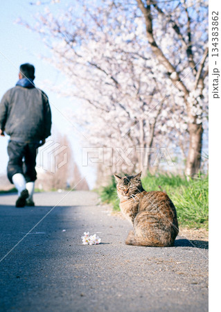 春の桜並木で佇む猫と散歩する人 134383862