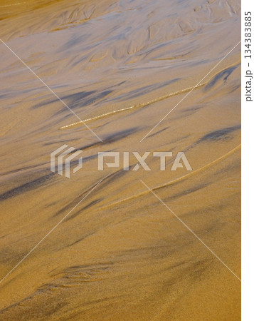 【鳥取】鳥取砂丘　オアシスの水で濡れた砂地と砂紋（鳥取市） 134383885