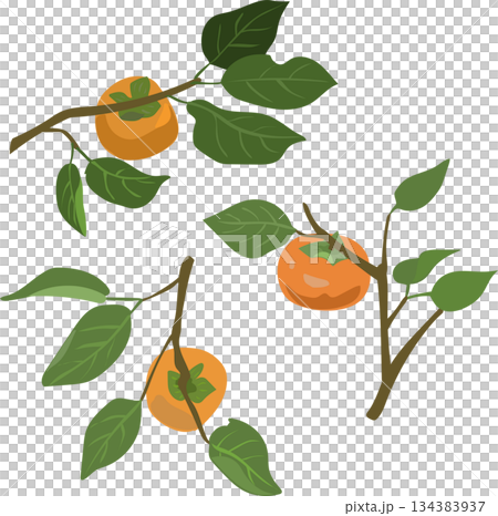 Persimmon illustration set 134383937