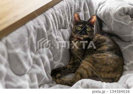 サビ猫 サビ猫 134384016