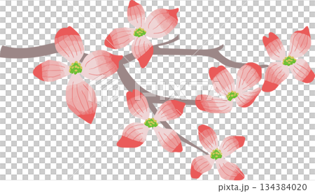 春季盛開的山茱萸插圖 134384020