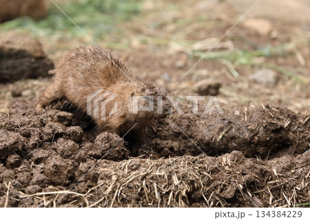巣穴を補修する泥だらけのプレーリードッグ 巣穴を補修する泥だらけのプレーリードッグ 134384229