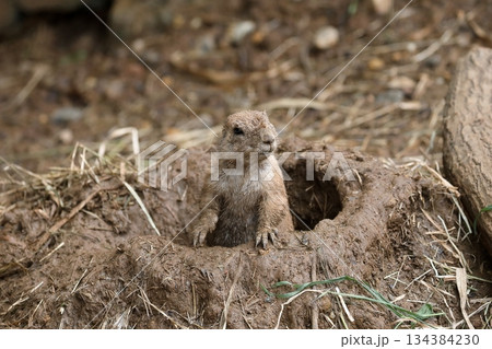巣穴から出てきた泥だらけのプレーリードッグ 巣穴から出てきた泥だらけのプレーリードッグ 134384230