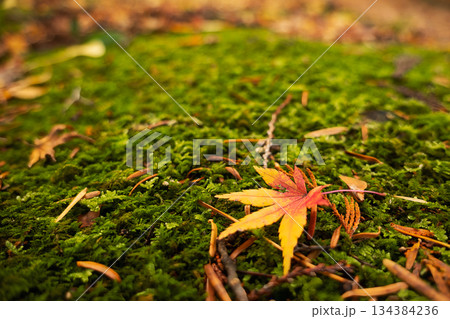 緑の絨毯、苔の上に落ちた紅葉と松葉 緑の絨毯、苔の上に落ちた紅葉と松葉 134384236