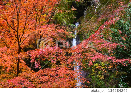【埼玉県秩父郡皆野町】紅葉　秩父華厳の滝　 134384245