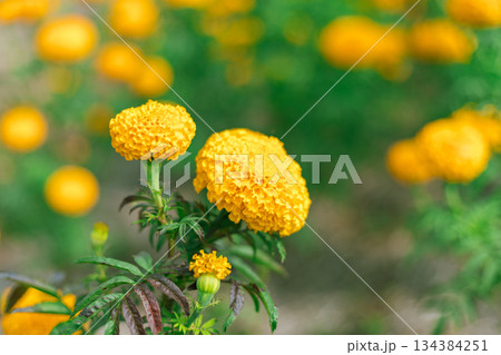 Marigold flowers famous flower in Thailand Marigold flowers famous flower in Thailand 134384251