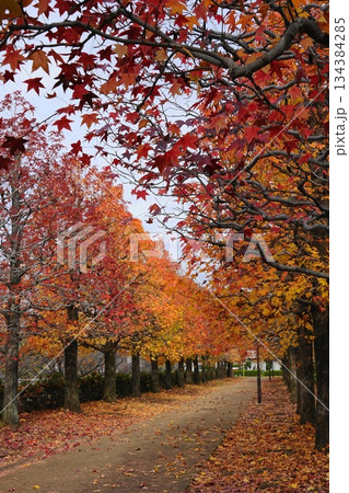 マロニエの紅葉と落ち葉の道　11月多摩225まろにえ公園の紅葉 134384285