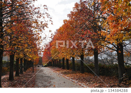 マロニエの紅葉と落ち葉の道　11月多摩228まろにえ公園の紅葉 134384288