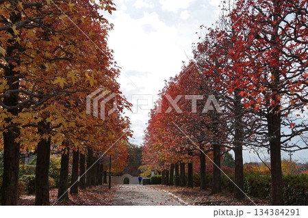 マロニエの紅葉と落ち葉の道 11月多摩231まろにえ公園の紅葉 マロニエの紅葉と落ち葉の道 11月多摩231まろにえ公園の紅葉 134384291