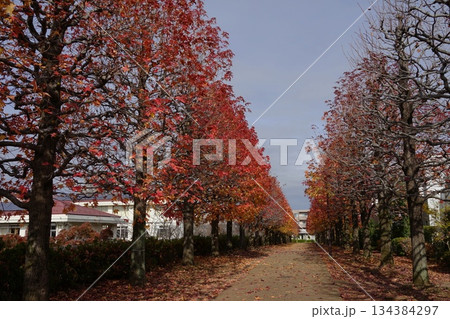 マロニエの紅葉と落ち葉の道　11月多摩237まろにえ公園の紅葉 134384297