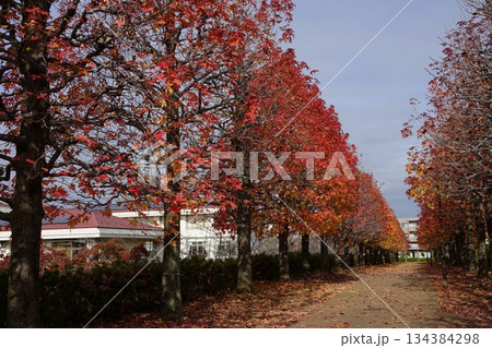 マロニエの紅葉と落ち葉の道 11月多摩238まろにえ公園の紅葉 マロニエの紅葉と落ち葉の道 11月多摩238まろにえ公園の紅葉 134384298