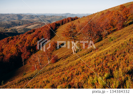 The hill. Majestic view of Carpathian mountains, autumn season The hill. Majestic view of Carpathian mountains, autumn season 134384332