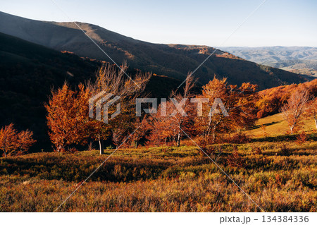 Autumn leaves. Majestic view of Carpathian mountains 134384336