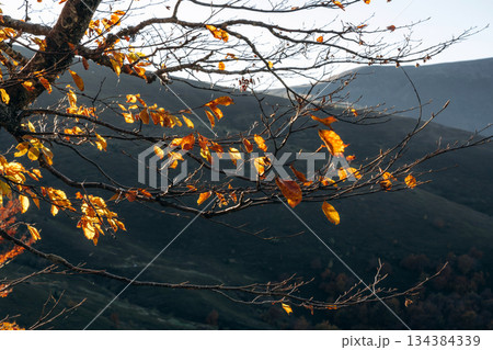Autumn leaves. Majestic view of Carpathian mountains Autumn leaves. Majestic view of Carpathian mountains 134384339