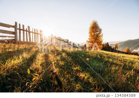 Orange colored leaves, illuminated by sunlight. Majestic view of Carpathian mountains, autumn season Orange colored leaves, illuminated by sunlight. Majestic view of Carpathian mountains, autumn season 134384389
