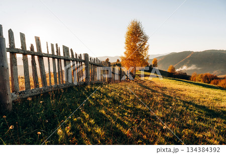 Orange colored leaves, illuminated by sunlight. Majestic view of Carpathian mountains, autumn season Orange colored leaves, illuminated by sunlight. Majestic view of Carpathian mountains, autumn season 134384392