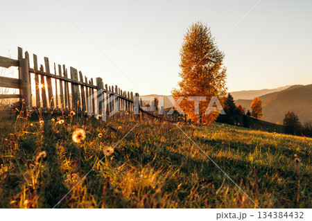 Tree is growing on the field, illuminated by sunlight. Majestic view of Carpathian mountains, autumn season Tree is growing on the field, illuminated by sunlight. Majestic view of Carpathian mountains, autumn season 134384432