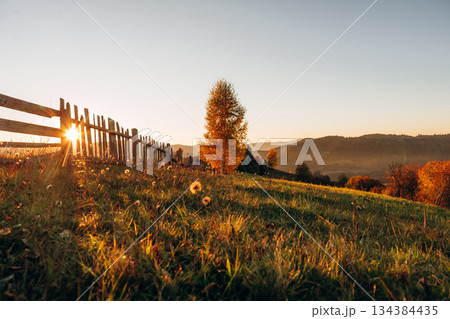 Tree is growing on the field, illuminated by sunlight. Majestic view of Carpathian mountains, autumn season Tree is growing on the field, illuminated by sunlight. Majestic view of Carpathian mountains, autumn season 134384435