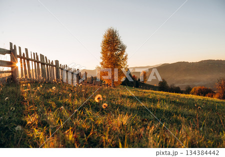Orange color tree is growing on the field, illuminated by sunlight. Majestic view of Carpathian mountains, autumn season Orange color tree is growing on the field, illuminated by sunlight. Majestic view of Carpathian mountains, autumn season 134384442