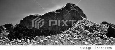 Black and White Sonoran Desert Arizona Black and White Sonoran Desert Arizona 134384460