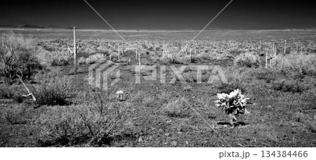 Black and White Sonoran Desert Arizona Black and White Sonoran Desert Arizona 134384466
