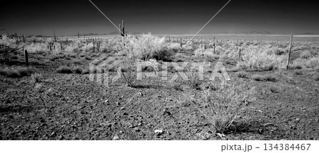 Black and White Sonoran Desert Arizona 134384467