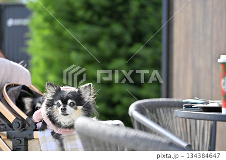 愛犬とお散歩　ペットカート　ロングコートチワワ 134384647