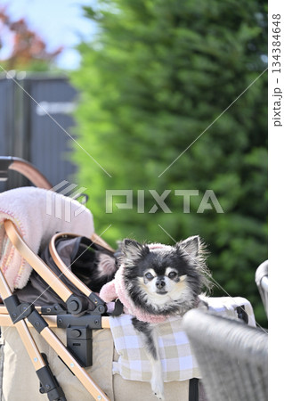 愛犬とお散歩　ペットカート　ロングコートチワワ 134384648