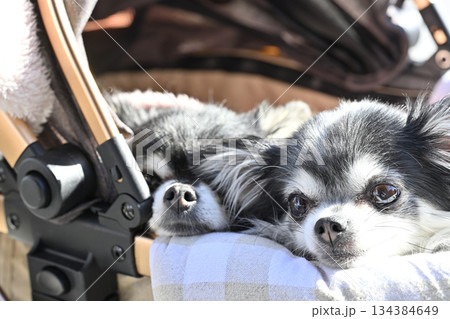 愛犬とお散歩　ペットカート　ロングコートチワワ 134384649