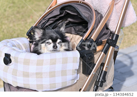愛犬とお散歩 ペットカート ロングコートチワワ 愛犬とお散歩 ペットカート ロングコートチワワ 134384652
