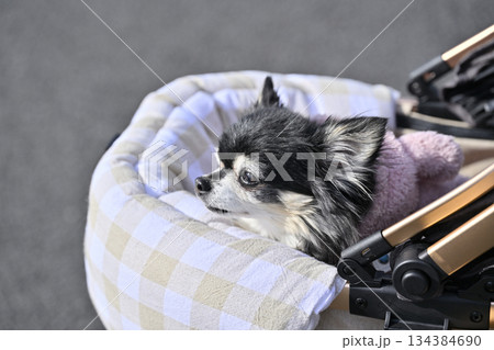 愛犬とお散歩 ペットカート ロングコートチワワ 愛犬とお散歩 ペットカート ロングコートチワワ 134384690