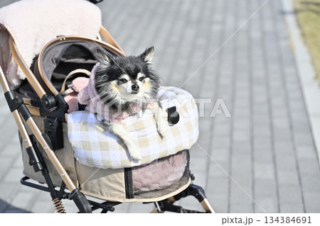 愛犬とお散歩　ペットカート　ロングコートチワワ 134384691