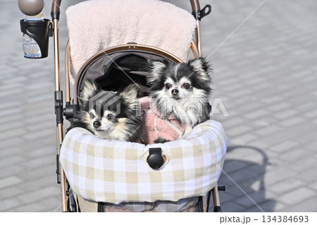 愛犬とお散歩　ペットカート　ロングコートチワワ 134384693