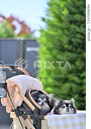 愛犬とお散歩　ペットカート　ロングコートチワワ 134384694
