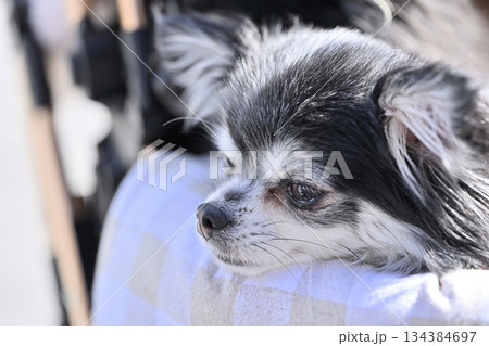 愛犬とお散歩　ペットカート　ロングコートチワワ 134384697