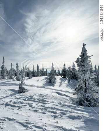 Snowy forest hillside with frosted pine trees under bright sky. 134384846
